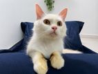 Persian Cat