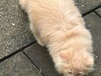 Persian Cat
