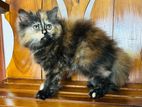 Persian Cat