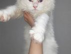 Persian Cat