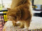 persian cat