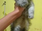 Persian Cat