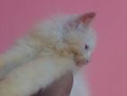 Persian cat