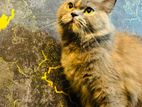 Persian Cat