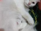 Persian Cat