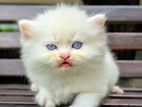 Persian cat