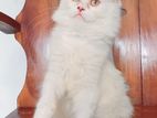 Persian Cat