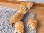persian cat