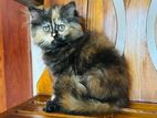 Persian Cat