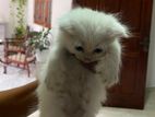 Persian cat