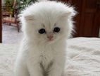 Persian cat
