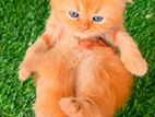 Persian Cat