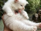 Persian Kittens