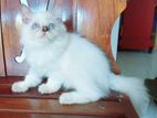 Persian Cat