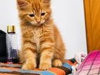 Persian Cat