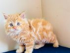 Persian Cat