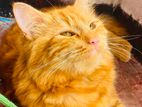 Persian Cat
