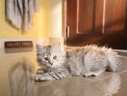 Persian Cat