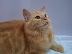 Persian Cat