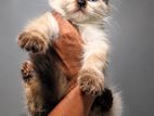 Persian Cat