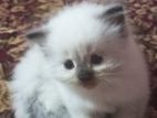 Persian Cat