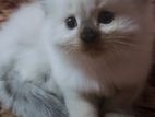 Persian Cat