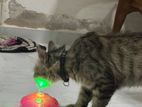Persian cat
