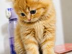 persian cat