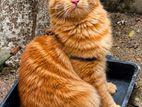 persian cat