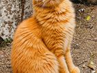 persian cat