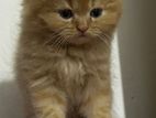persian cat