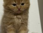 Persian Cat