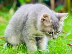 Persian cat