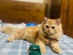 Persian Cat