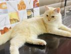 Persian Cat