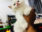 Persian Cat