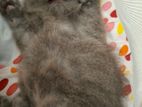 Persian Cat