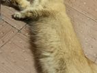 Persian Cat