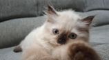 Persian Cat