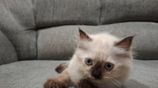 Persian Cat