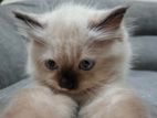 Persian Cat