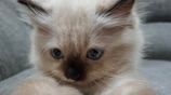 Persian Cat
