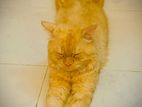 Persian Cat
