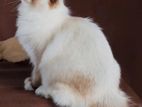 Persian Cat