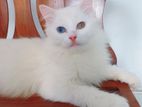Persian Cat