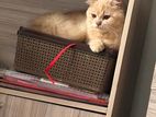 Persian Cat