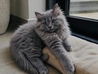 Persian Cat