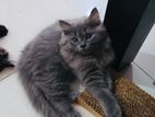 Persian Cat