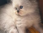 Persian Kitten
