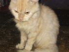 Persian Female Cat